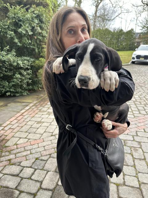 Bringing home Penelope, the newest addition to Dr. Glicksman's family—a playful Great Dane puppy!